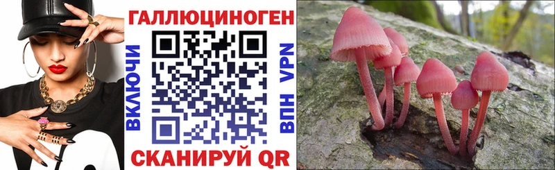 блэк спрут вход  Богородск  Псилоцибиновые грибы Psilocybine cubensis 
